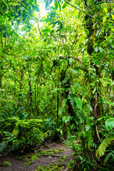 Fototapeta premium a magical, scenic path through Costa Rica's dense tropical rainforest; hiking through Costa Rica's jungle in braulio carrillo national park near san jose