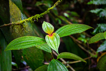 A close-up on the unique foliage of plants growing in the Costa Rican rainforest; the large...