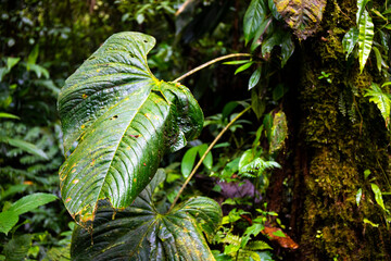 A close-up on the unique foliage of plants growing in the Costa Rican rainforest; the large...