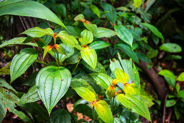 A close-up on the unique foliage of plants growing in the Costa Rican rainforest; the large spreading leaves and lush vegetation of braulio carrillo national park near san jose