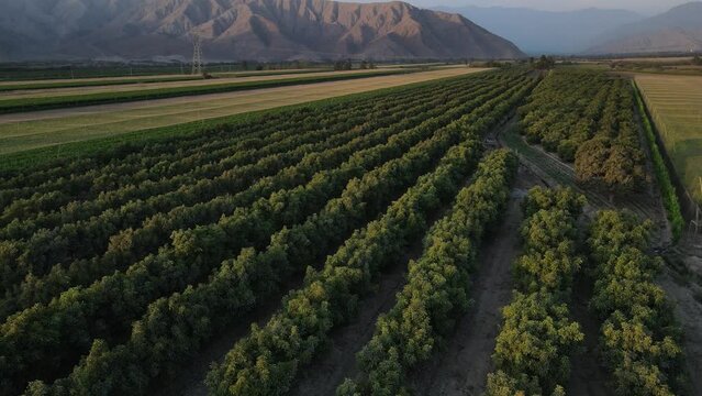 Campo de cultivos de palto en Ica Per&uacute;