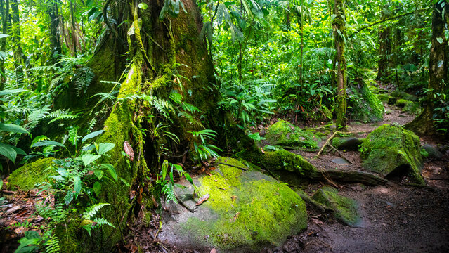 a magical, scenic path through Costa Rica's dense tropical rainforest; hiking through Costa Rica's jungle in braulio carrillo national park near san jose