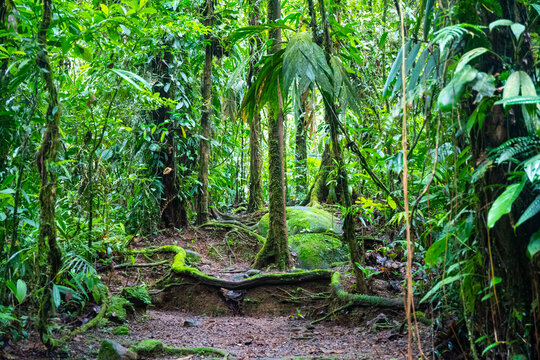 a magical, scenic path through Costa Rica's dense tropical rainforest; hiking through Costa Rica's jungle in braulio carrillo national park near san jose