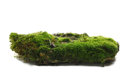 Green moss on stone, isolated on white background