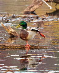 Duck Photo and Image. Standing on a log and dancing on one foot and  displaying reflection and feather plumage, beak, colourful plumage and enjoying its habitat and environment in the sun.