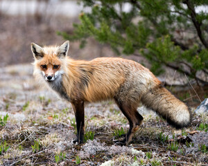 Naklejka na ściany i meble Red Fox Photo Stock. Fox Image. Close-up profile side view looking at camera with a blur forest background in its environment and habitat. Picture. Portrait.