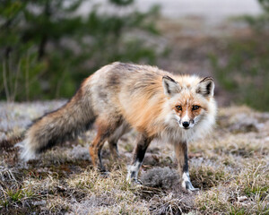 Red Fox Photo Stock. Fox Image.  Close-up profile side view looking at camera with a blur forest background in its environment and habitat.  Picture. Portrait.