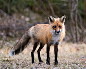 Red Fox Photo Stock. Fox Image. Close-up profile view looking at camera in the springtime with blur background and enjoying its environment and habitat. Picture. Portrait.