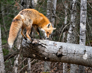Red Fox Photo Stock. Fox Image. Standing on a log with a blur forest background displaying fox tail, fur, in its environment and habitat.