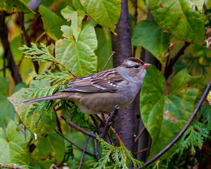 Sparrow Stock Photo and Image.  Perched on a coniferous tree branch with green blur leaves background in its environment and habitat surrounding, displaying brown feather plumage.