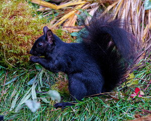 Squirrel Image and Photo.  Black Squirrel close-up profile side view standing on foliage and moss eating with background displaying its black fur, paws, bushy tail, in its environment.