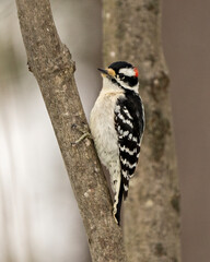 Woodpecker Photo and Image. Downy Woodpecker male on a tree trunk with a blur background in its environment and habitat surrounding displaying white and black feather plumage wings..