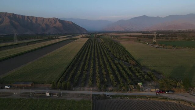 Campo de cultivos de palto en Ica los molinos