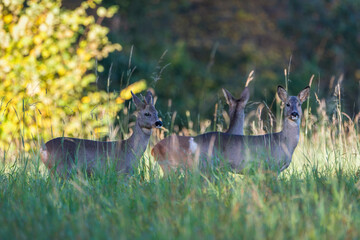 Deer in the woods: Deer in the forest: Deer in the grass. Roe deer in the field - (Capreolus Capreolus)