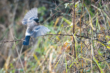 The Eurasian bullfinch, common bullfinch or bullfinch (Pyrrhula pyrrhula) - bird on the branch