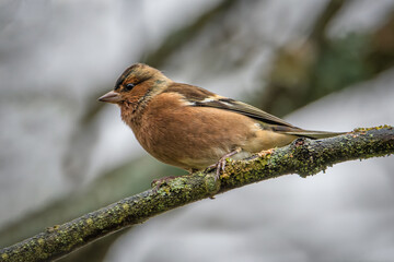 The common chaffinch or simply the chaffinch (Fringilla coelebs). Cinteză (Common chaffinch)