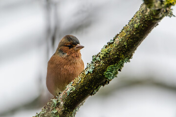 The common chaffinch or simply the chaffinch (Fringilla coelebs). Chaffinch (Common chaffinch) on the branch