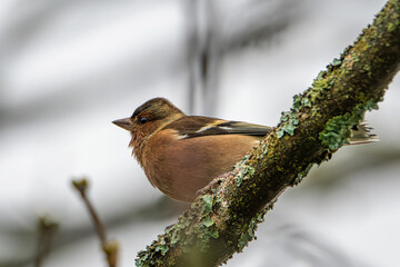 The common chaffinch or simply the chaffinch (Fringilla coelebs)