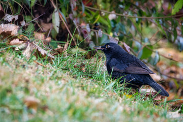 Eurasian Blackbird (Turdus merula). Blackbird on the grass