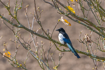 The Eurasian magpie or common magpie (Pica pica) on the branch. Bird on a branch