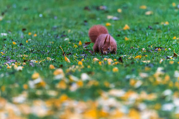 Squirrel in the park. The red squirrel (Sciurus vulgaris). squirrel in the grass