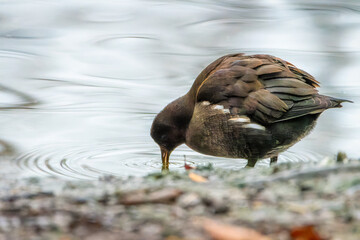 The common moorhen (Gallinula chloropus) on the lake. Duck in the water