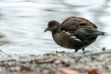 The common moorhen (Gallinula chloropus) on the lake