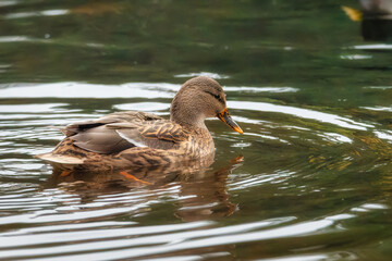 The mallard or wild duck (Anas platyrhynchos) on the lake. Duck on the water
