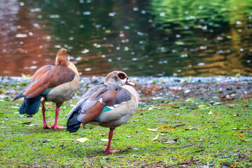 Nile goose (Alopochen aegyptiaca) on the lake. Duck on the water. The Egyptian goose (Alopochen aegyptiaca). Duck in the pond