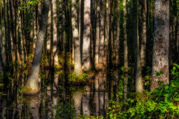 Swampy area of the Ghost River in Moscow, Tennessee, USA