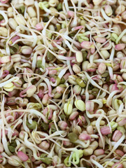 Mung bean sprouts texture. Fresh green microgreens healthy spring food.
