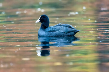 The Eurasian coot (Fulica atra). Coot (Fulica atra) on the lake. Duck on the water