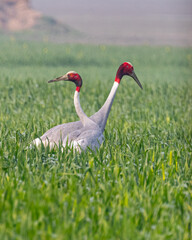 A pair of Sarus Crane