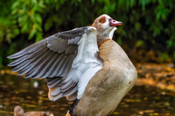 Nile goose (Alopochen aegyptiaca) on the lake. Duck on the water. The Egyptian goose (Alopochen aegyptiaca). White duck in the park