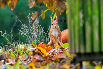 Squirrel in the park. The red squirrel (Sciurus vulgaris)