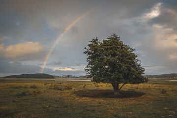 Ein Baum auf dem Feld mit Regenbogen