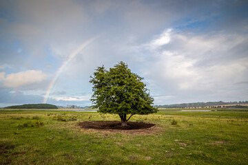 Ein Baum auf dem Feld mit Regenbogen