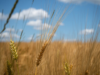 Closeup of a grain ear on a wheat field