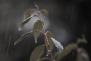 Pflanze bei Regen