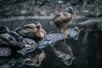 Ente am See