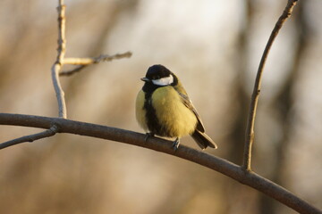 Titmouse on a tree branch