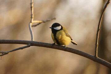 Titmouse on a tree branch