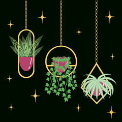 Set of three hanging plants in designer pots. Dark background and sparkles. Flat vector illustration. 