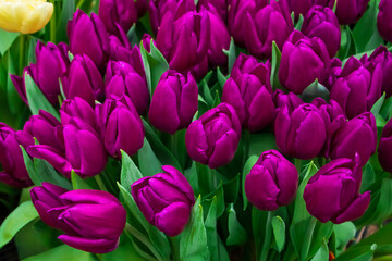 Bouquet of blooming tulips. Spring and holiday symbol.