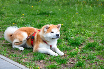 The Japanese Akita Inu dog breed lies on a green lawn on a summer day.
