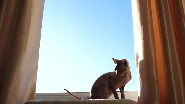 Two sphynx kittens backlit by sun playing, fighting on window sill.
