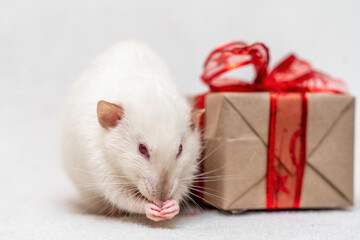 White rat gift. The rat sits on a white carpet with a gift box with a red ribbon.