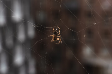 Macro view of a spider in a web - view of the belly.