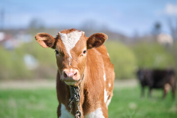 Head portrait of young calf grazing on green farm pasture on summer day. Feeding of cattle on farmland grassland