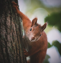 Neugierig schauendes Eichhörnchen am Baumstamm